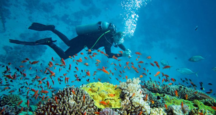 diving sites in south africa
